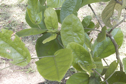 Aristolochia asclepiadifolia